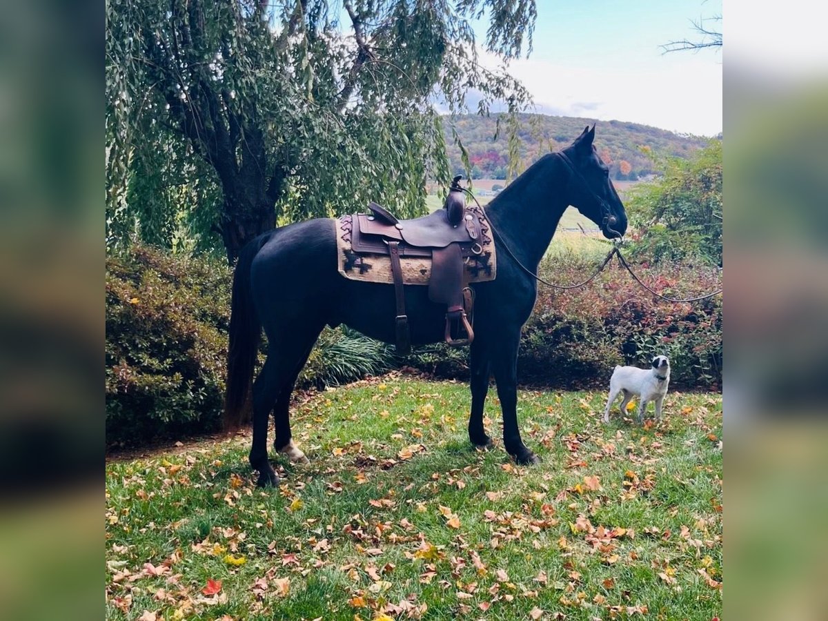 Tennessee Walking Horse Wallach 12 Jahre 155 cm Rappe in Waynesboro