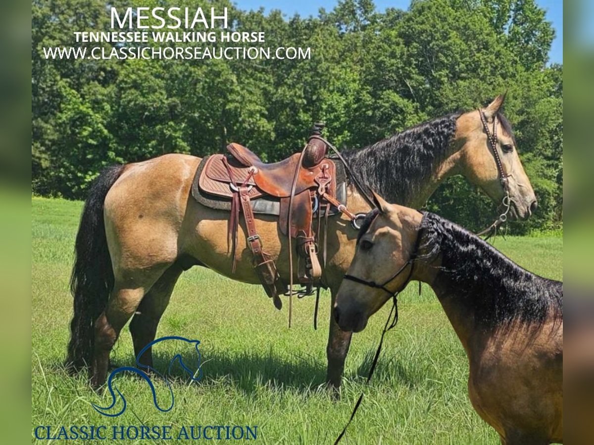 Tennessee Walking Horse Wallach 13 Jahre 152 cm Buckskin in Gillsville, ga