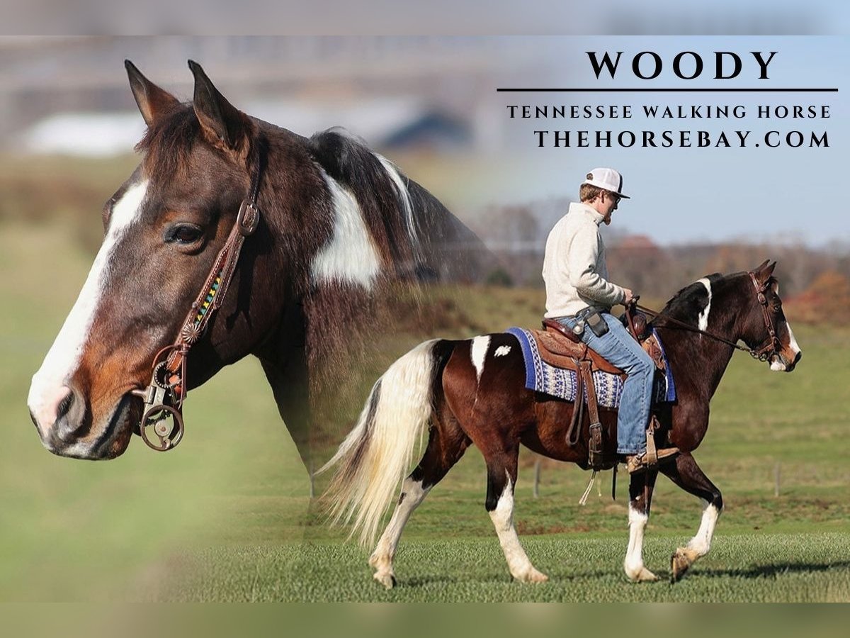 Tennessee Walking Horse Wallach 13 Jahre Tobiano-alle-Farben in Parkers Lake, KY