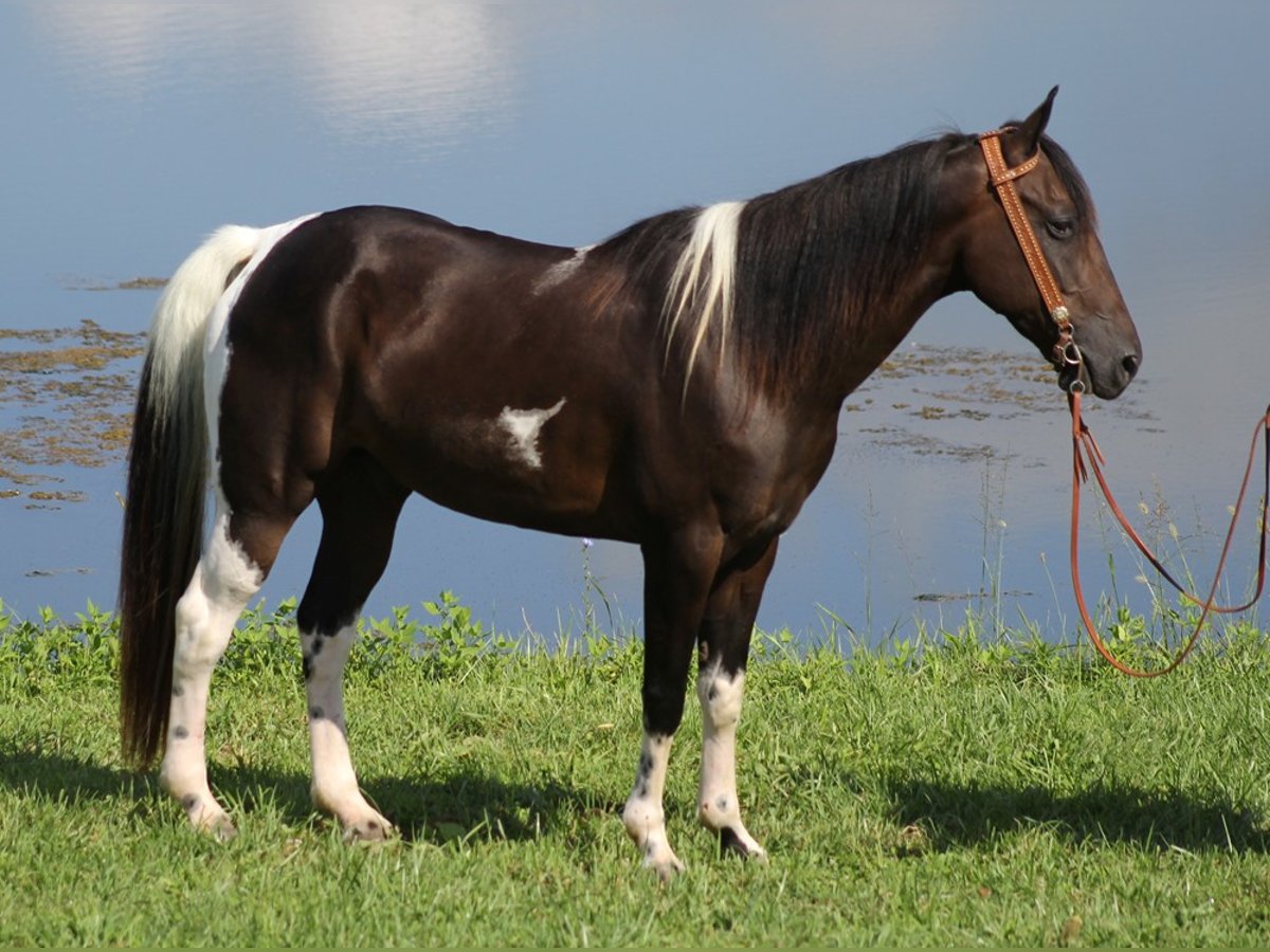 Tennessee Walking Horse Wallach 14 Jahre 152 cm Tobiano-alle-Farben in Whitley City