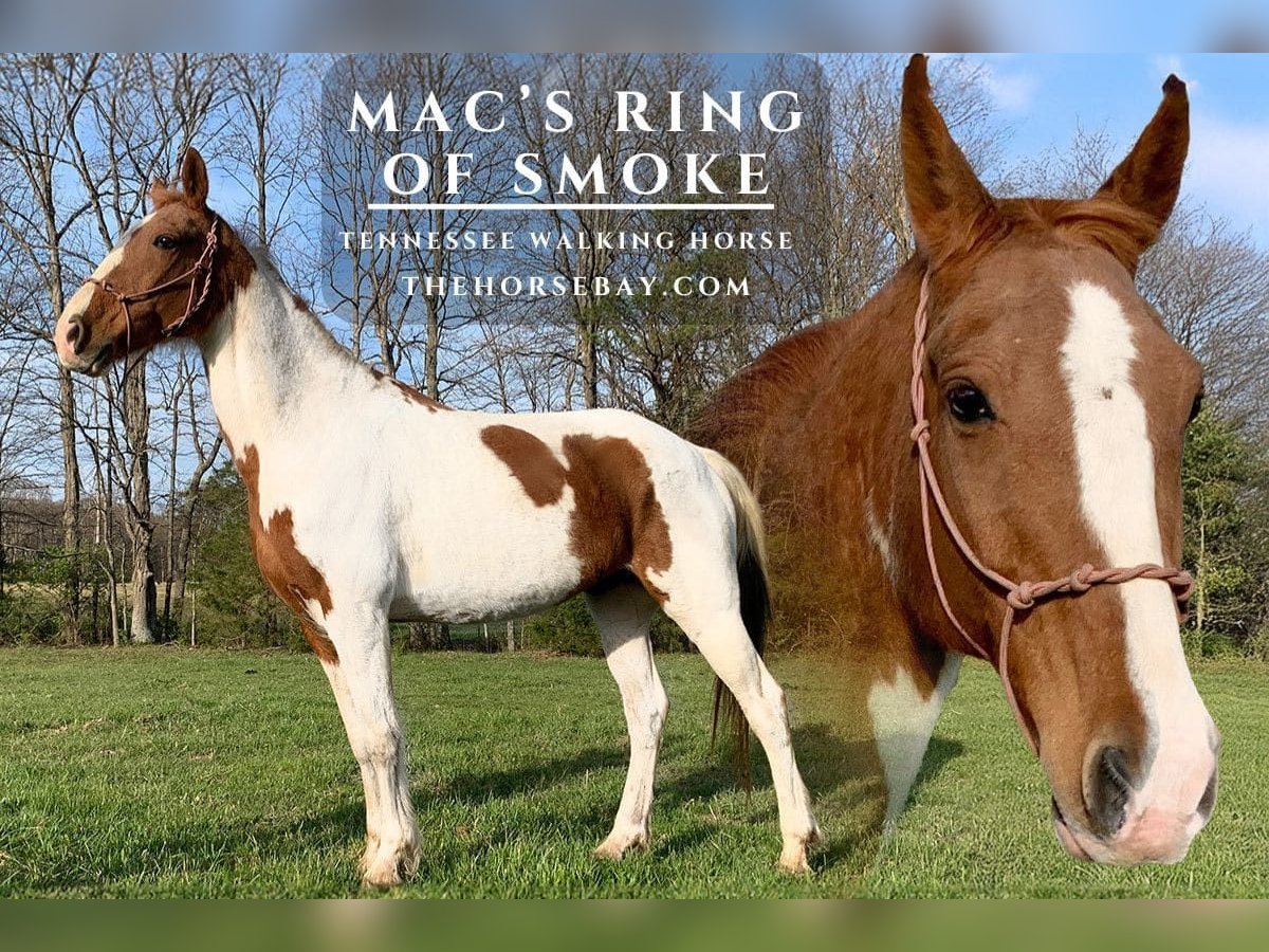 Tennessee Walking Horse Wallach 14 Jahre 155 cm Rotfuchs in Jeffersonville, KY