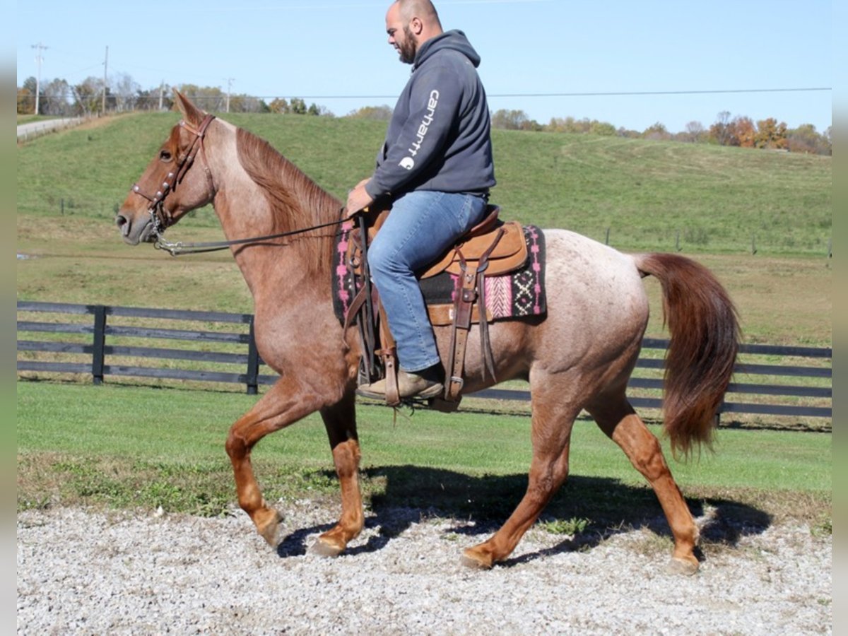 Tennessee Walking Horse Wallach 14 Jahre Roan-Red in Mount vernon Ky