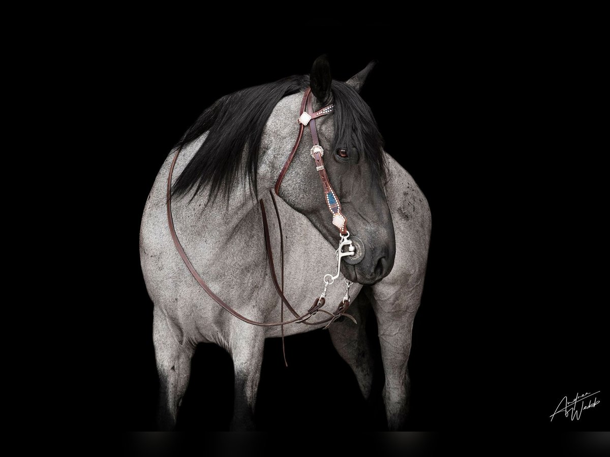 Tennessee Walking Horse Wallach 15 Jahre 155 cm Roan-Blue in Larkspur