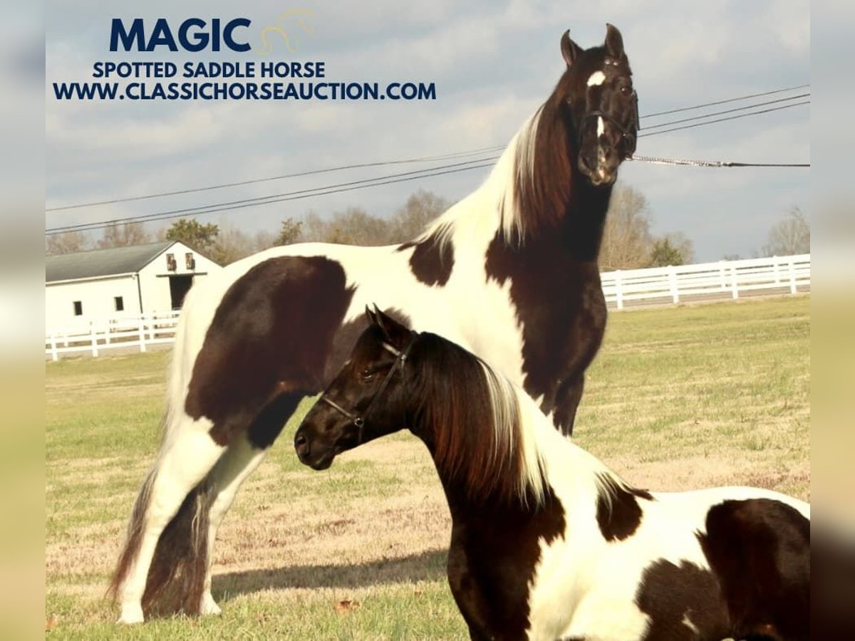 Tennessee Walking Horse Wallach 17 Jahre 152 cm Tobiano-alle-Farben in Lewisburg, TN