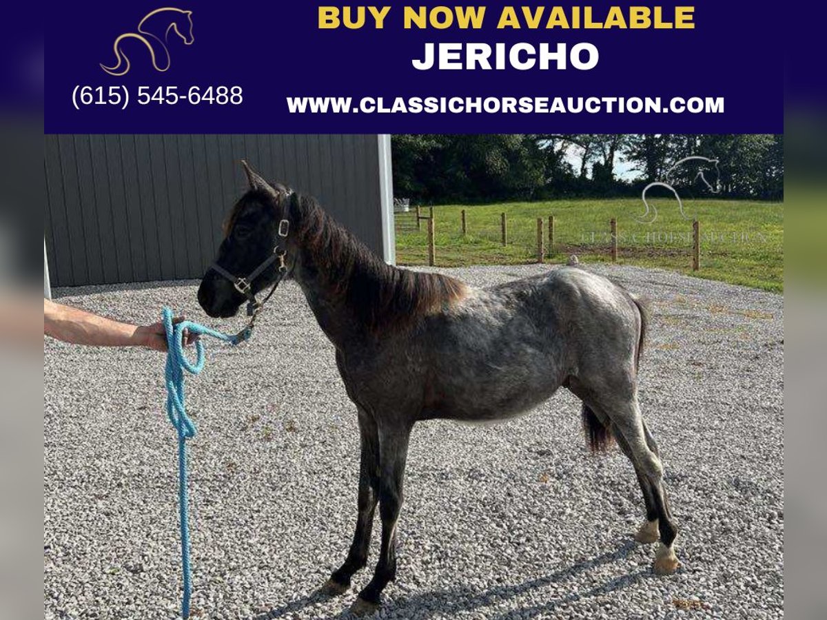 Tennessee Walking Horse Wallach 1 Jahr 132 cm Roan-Blue in Morrison, TN