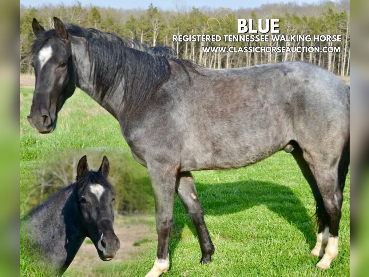 Tennessee Walking Horse Wallach 3 Jahre 142 cm in Park Hills, MO