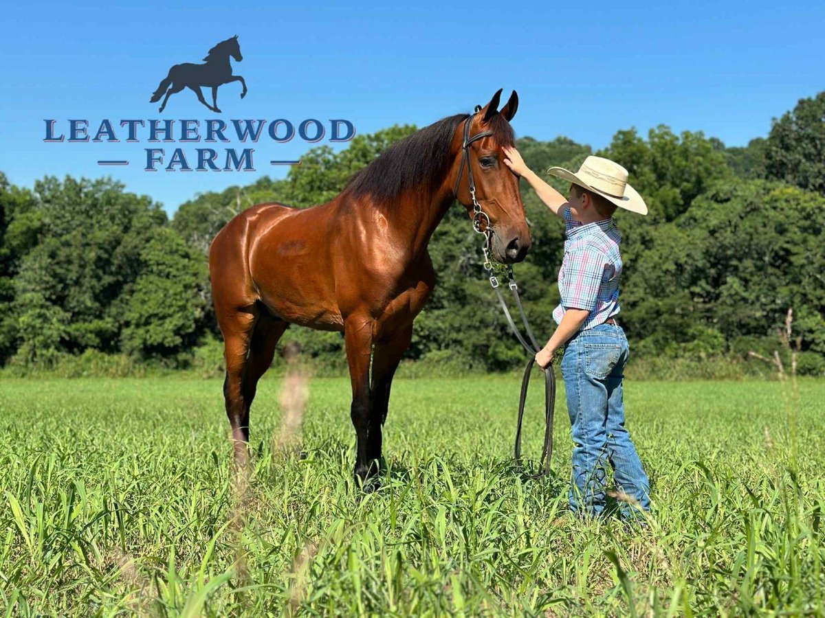 Tennessee Walking Horse Wallach 3 Jahre 152 cm Rotbrauner in Lewisburg