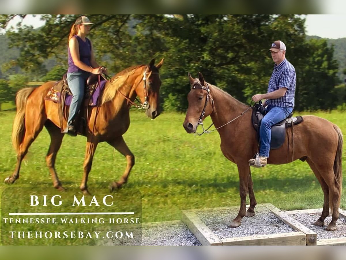 Tennessee Walking Horse Wallach 3 Jahre Rotfuchs in Alpha, KY