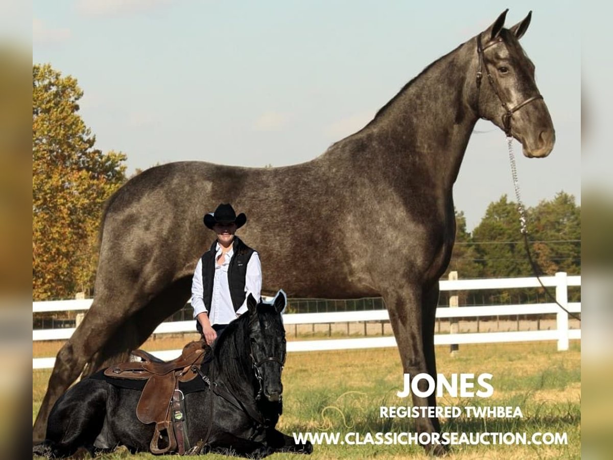 Tennessee Walking Horse Wallach 4 Jahre 152 cm Roan-Blue in Lewisburg