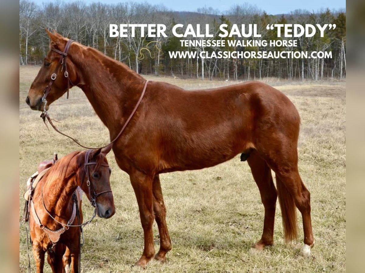 Tennessee Walking Horse Wallach 4 Jahre 152 cm Rotfuchs in Park Hills, MO