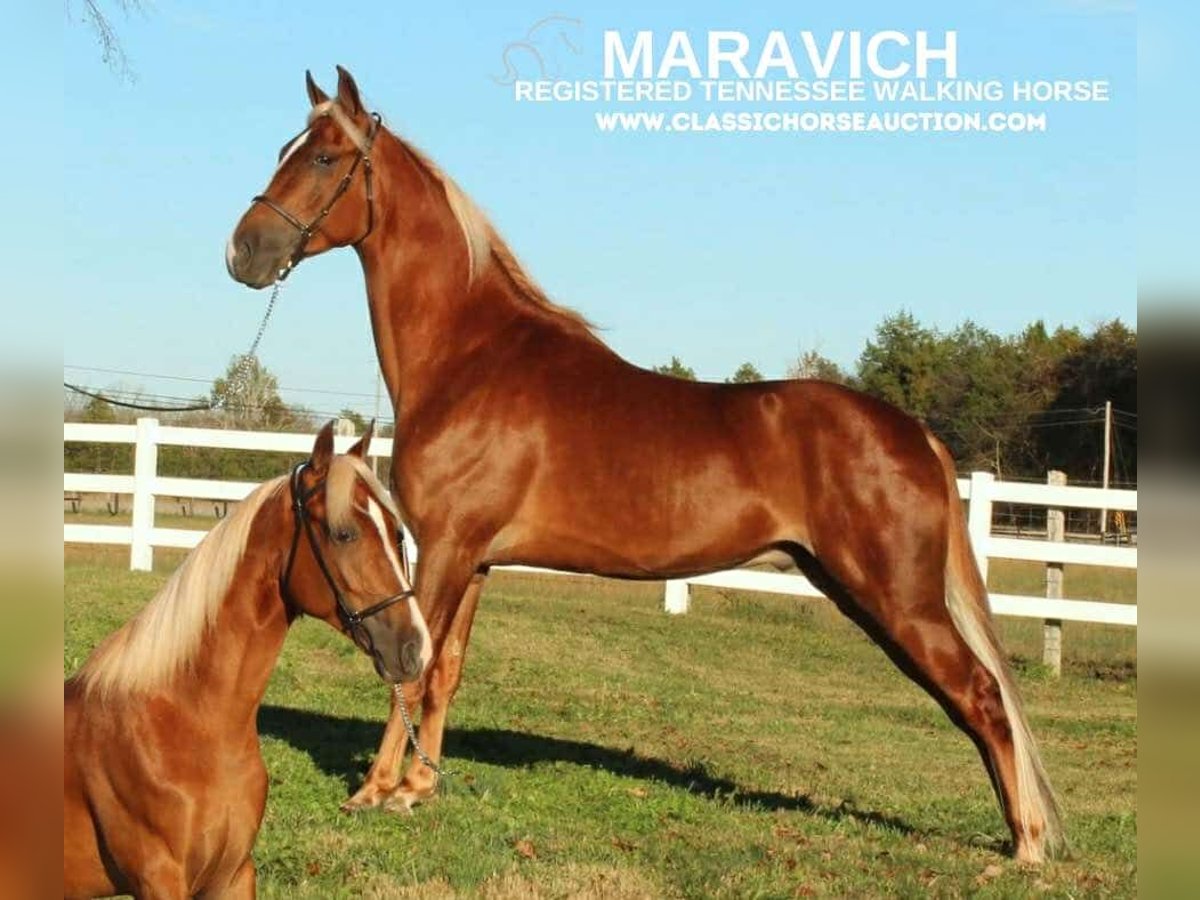 Tennessee Walking Horse Wallach 4 Jahre 152 cm Rotfuchs in Lewisburg, TN