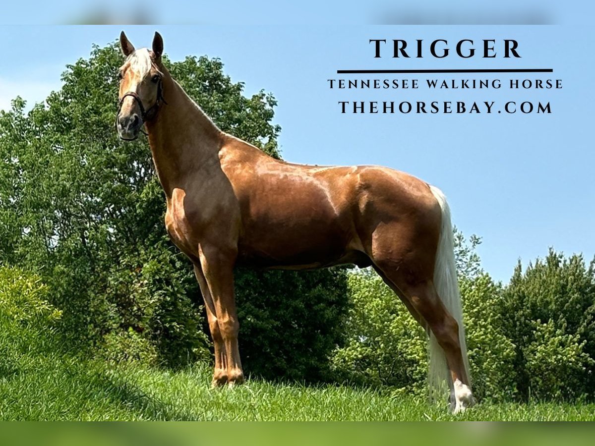 Tennessee Walking Horse Wallach 4 Jahre 160 cm Palomino in Park City, KY