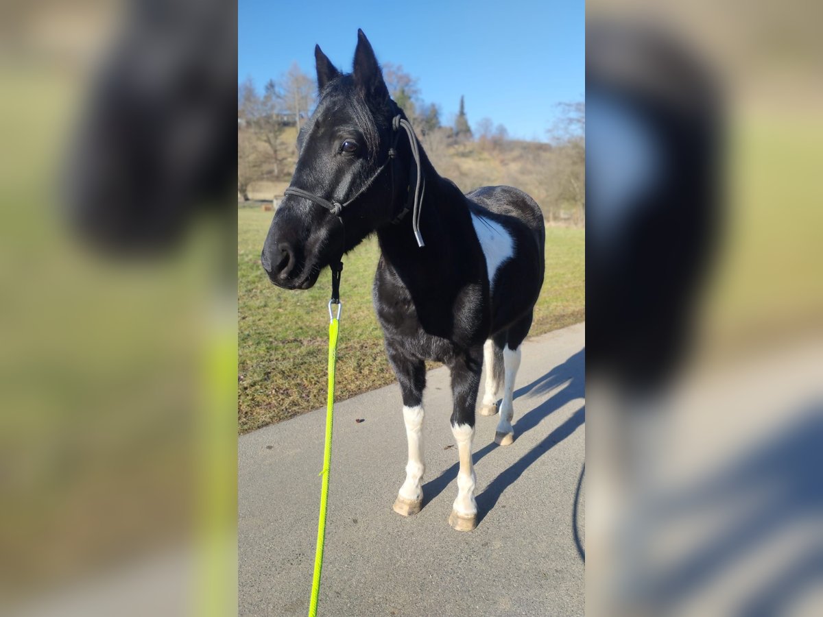 Tennessee Walking Horse Mix Wallach 5 Jahre 148 cm Schecke in Reutlingen