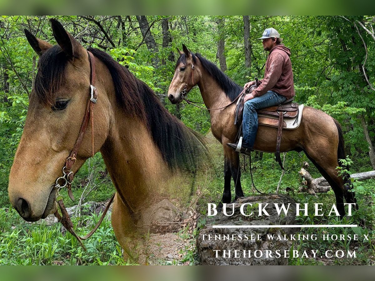 Tennessee Walking Horse Mix Wallach 5 Jahre 150 cm Buckskin in Houston, MO