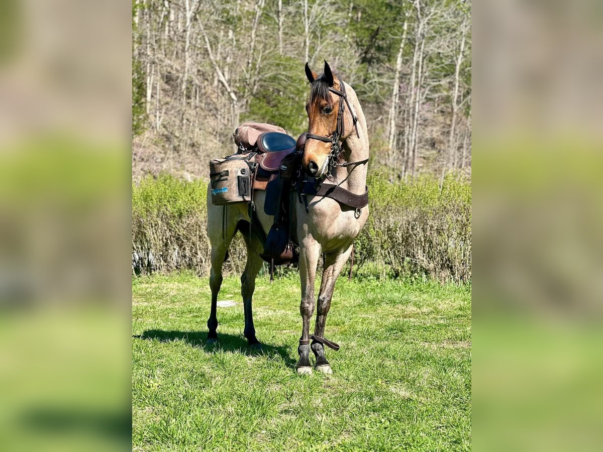Tennessee Walking Horse Wallach 5 Jahre 152 cm Rotbrauner in Lewisburg, tn