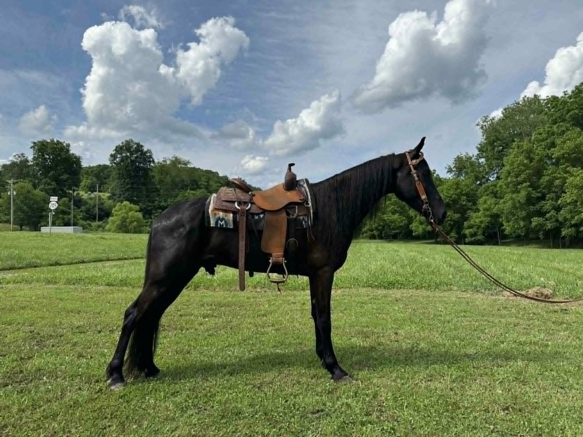 Tennessee Walking Horse Wallach 5 Jahre 157 cm Rappe in Glassy Creek KY