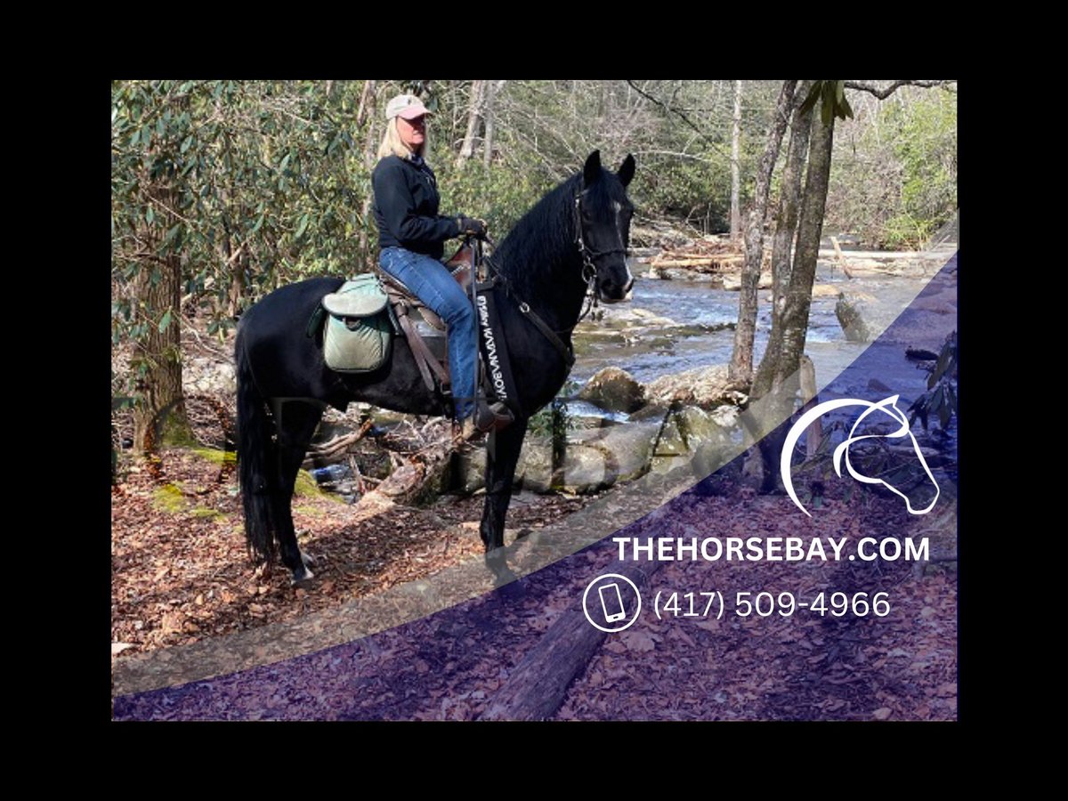 Tennessee Walking Horse Wallach 5 Jahre 160 cm Rappe in Blue Ridge, GA