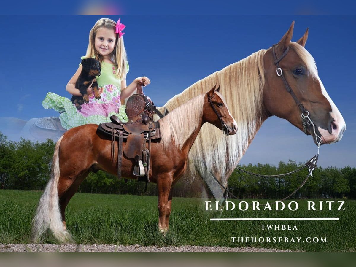 Tennessee Walking Horse Wallach 5 Jahre 160 cm Rotfuchs in Bowling Green, KY