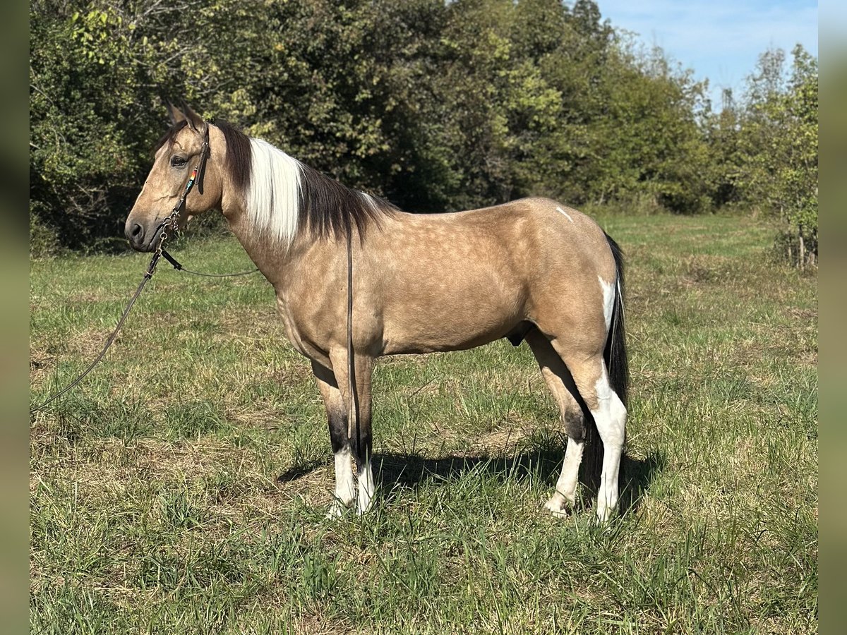Tennessee Walking Horse Wallach 6 Jahre 160 cm Tobiano-alle-Farben in Paint Lick