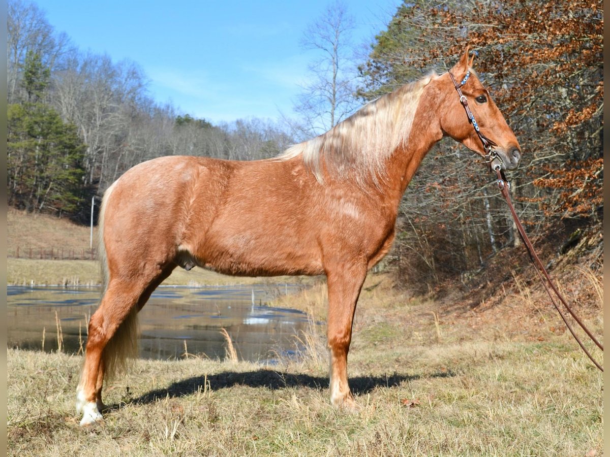 Tennessee Walking Horse Wallach 7 Jahre 152 cm Palomino in Salyersville KY