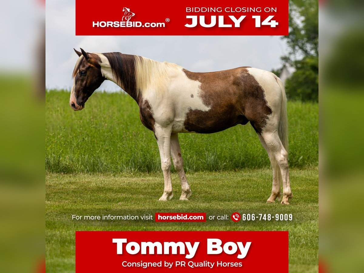 Tennessee Walking Horse Wallach 7 Jahre 155 cm Schecke in Ewing