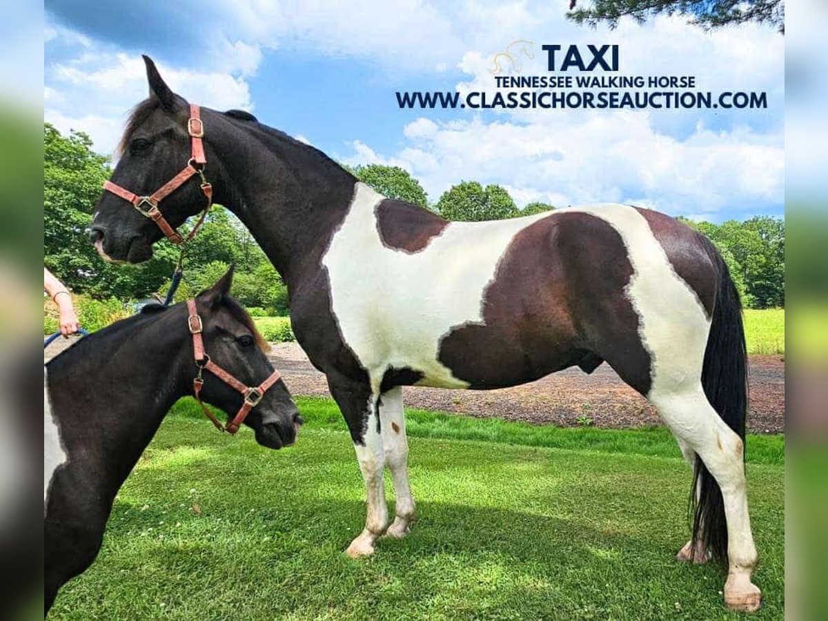 Tennessee Walking Horse Wallach 8 Jahre 142 cm Tobiano-alle-Farben in Tionesta, PA