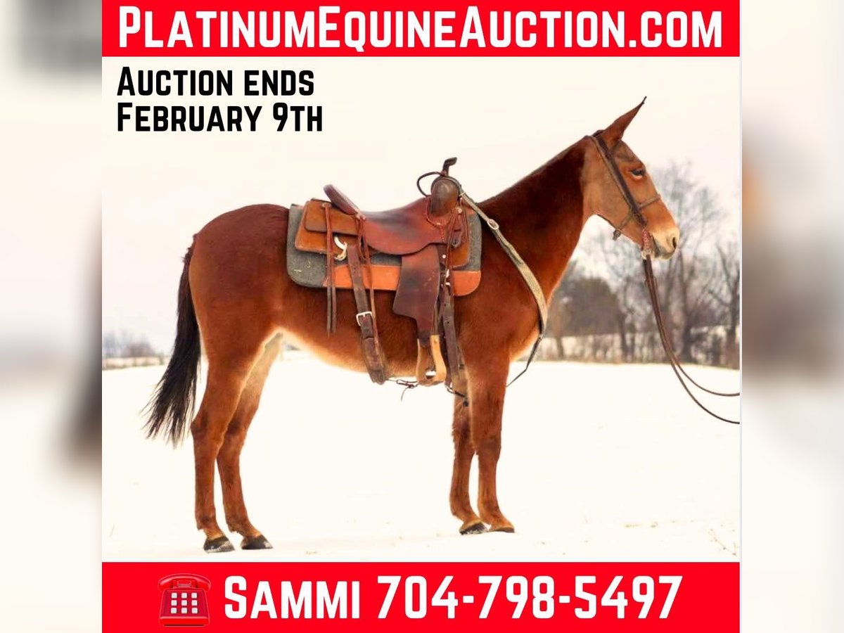 Tennessee Walking Horse Wallach 8 Jahre 142 cm in Brooksville Ky