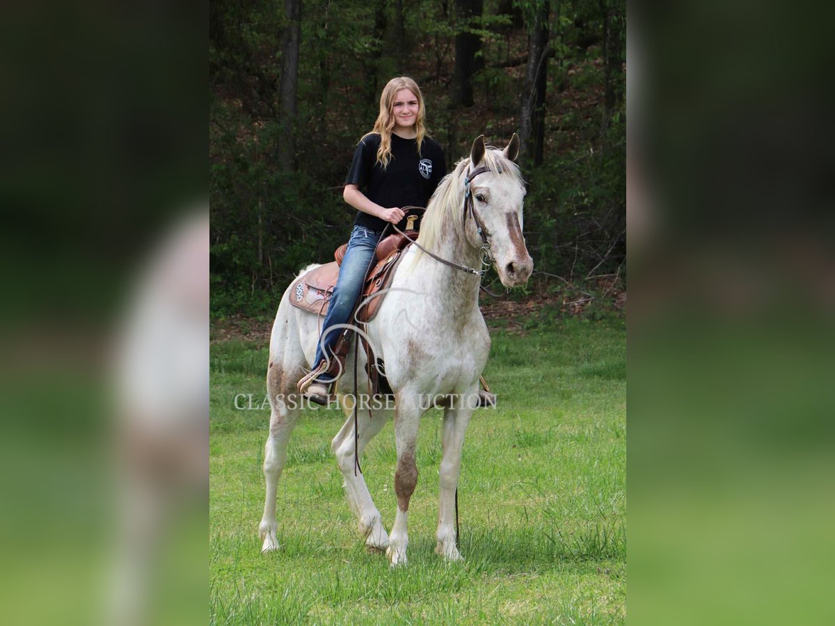 Tennessee Walking Horse Wallach 9 Jahre 152 cm Rotbrauner in Smithville, TN