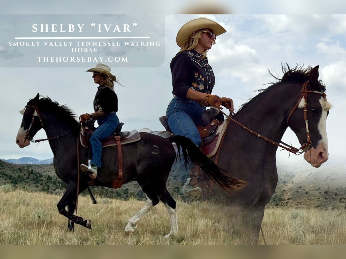 Tennessee Walking Horse Wallach 9 Jahre 152 cm Schwarzbrauner in Norris, MT