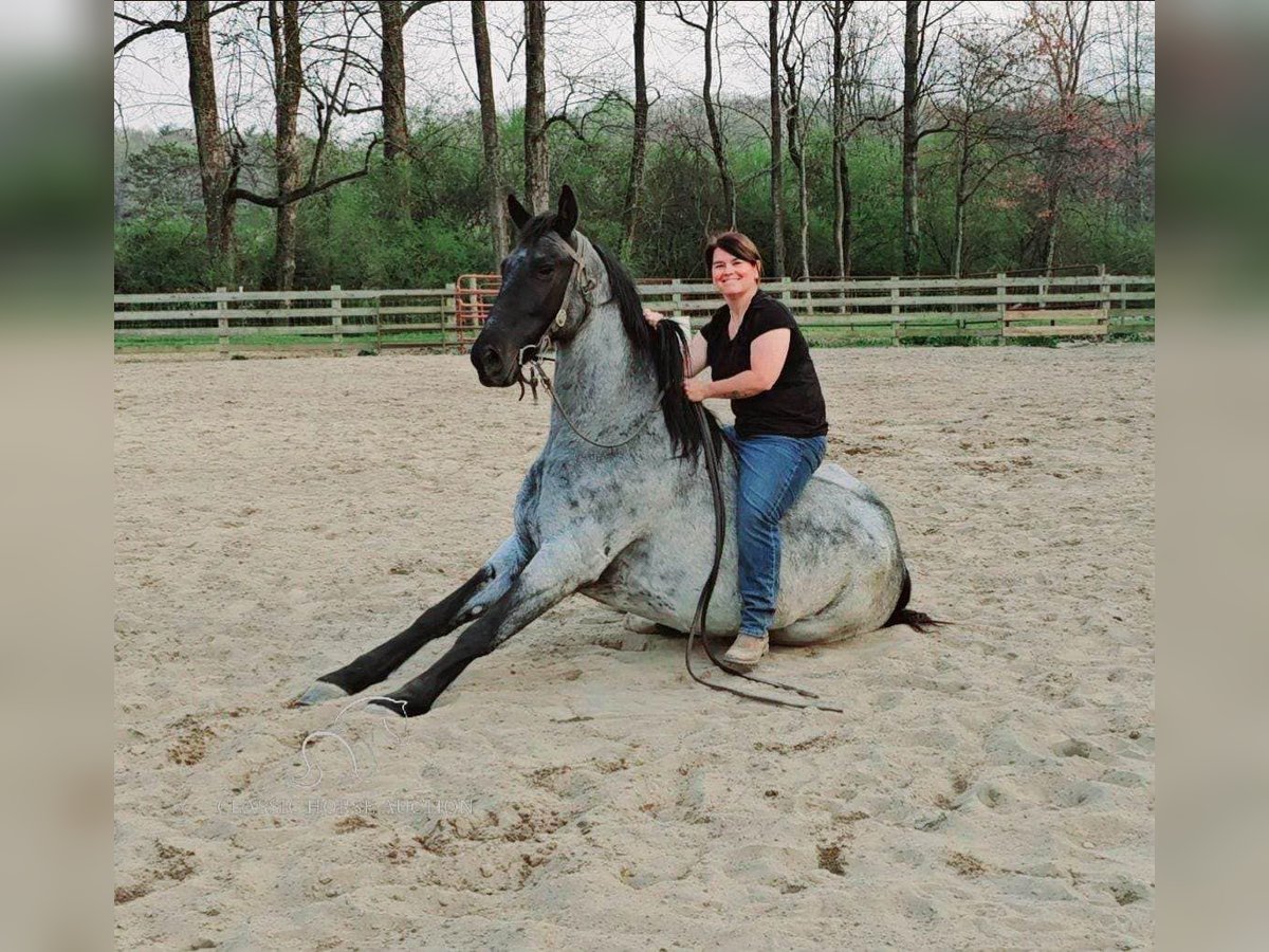 Tennessee Walking Horse Wallach 9 Jahre 163 cm in Phoenix, AZ