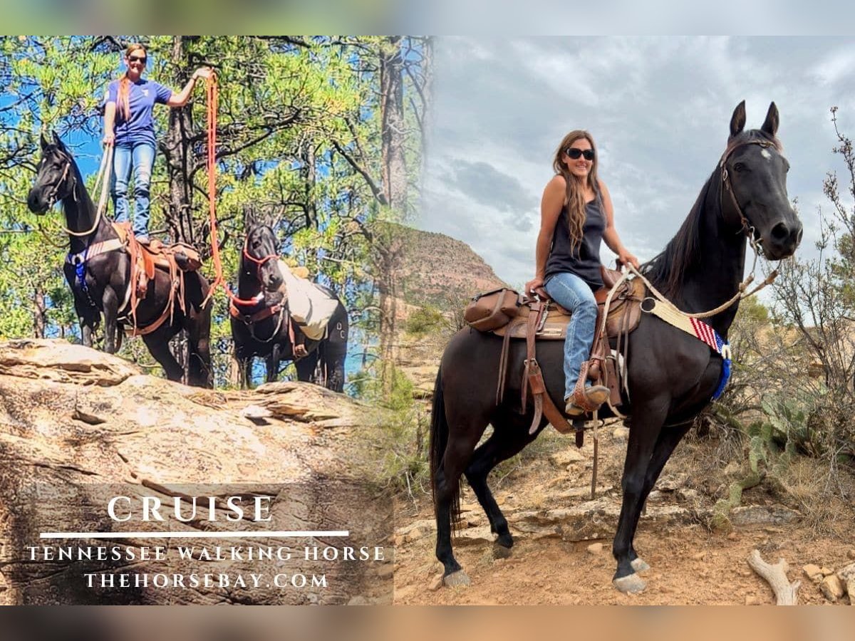 Tennessee Walking Horse Wallach 9 Jahre Rappe in South Fork, CO