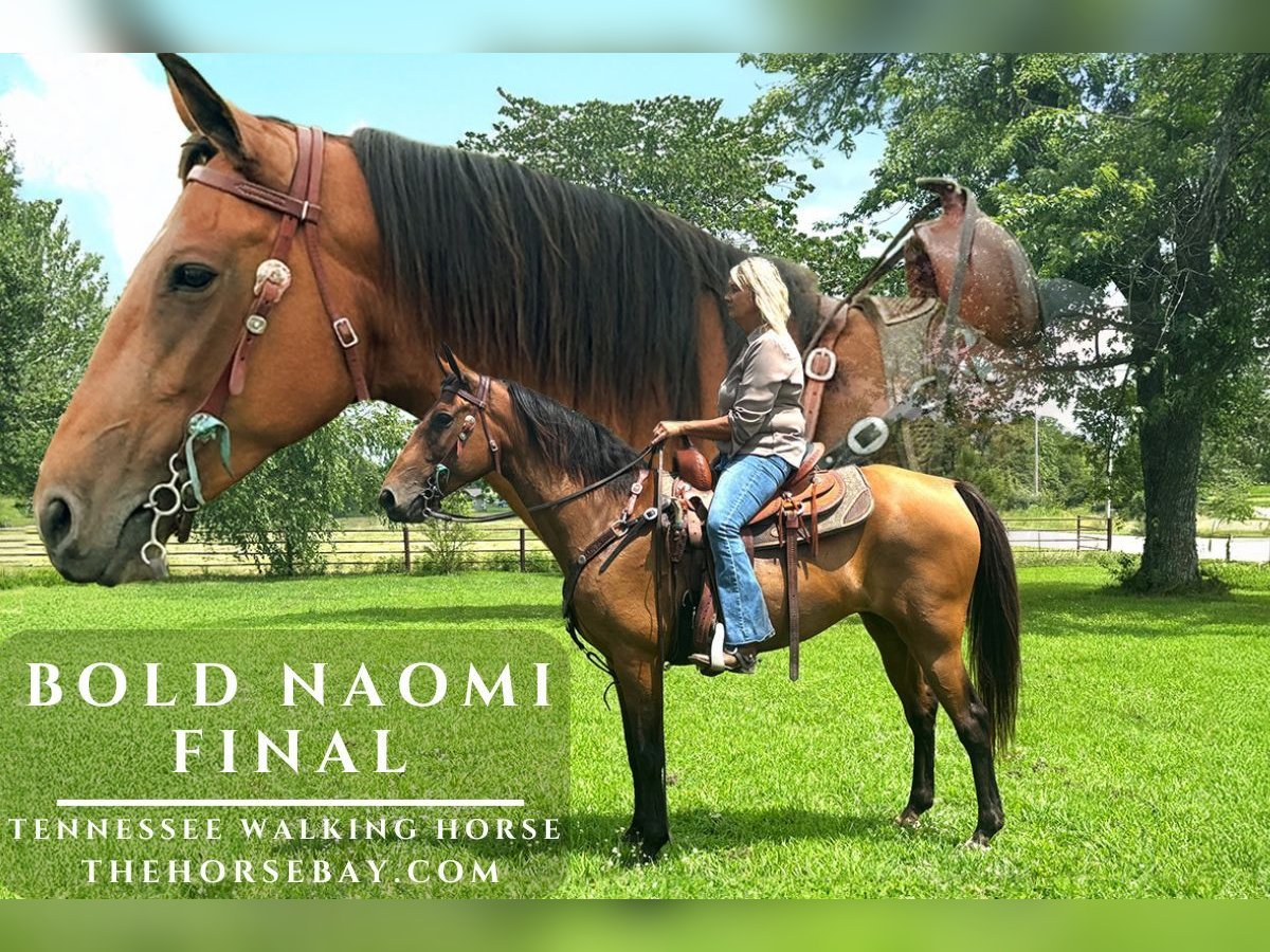 Tennessee walking horse Yegua 11 años 152 cm Buckskin/Bayo in Houston, MO