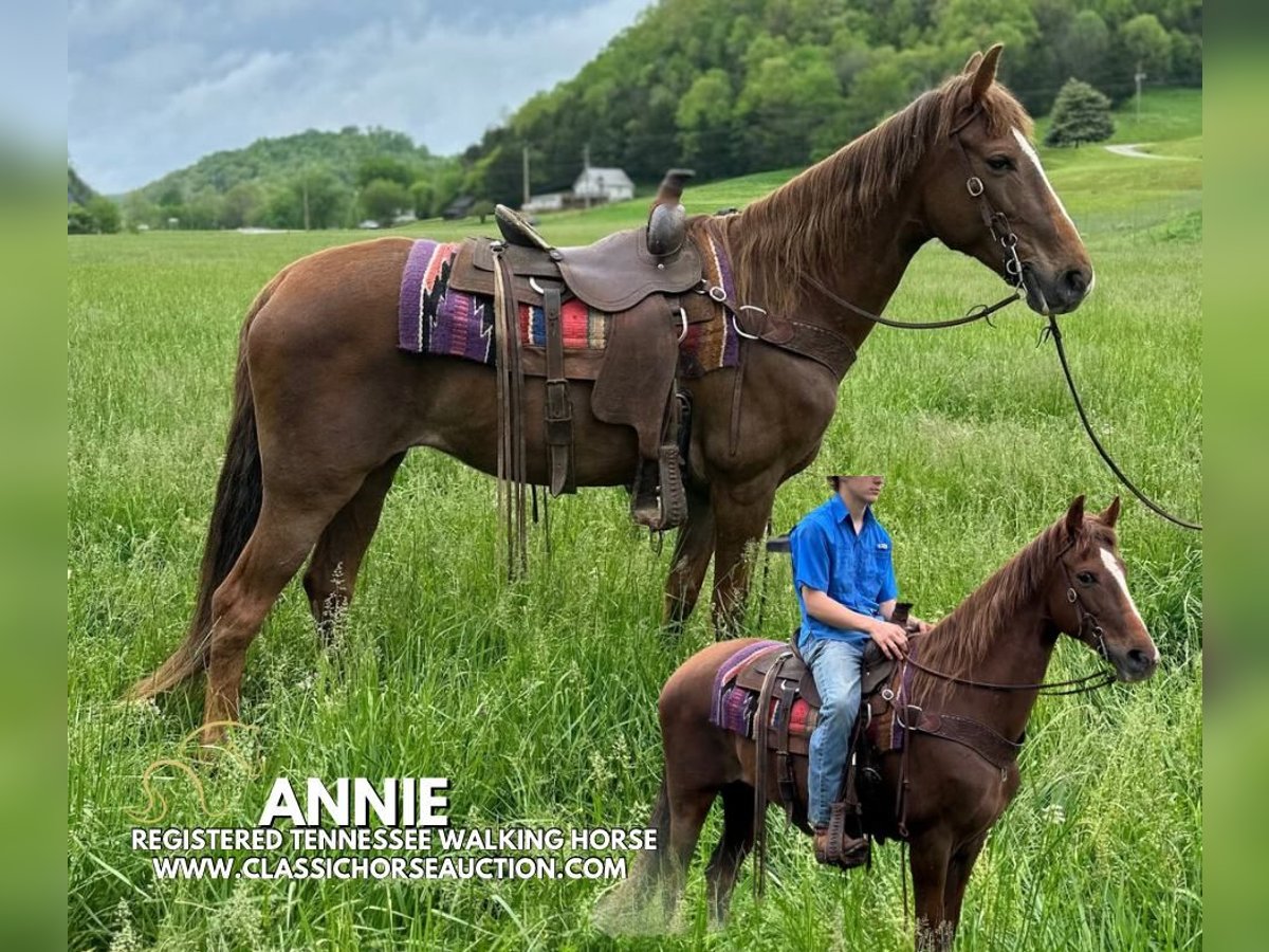Tennessee walking horse Yegua 12 años 142 cm in Tompkinsville, KY
