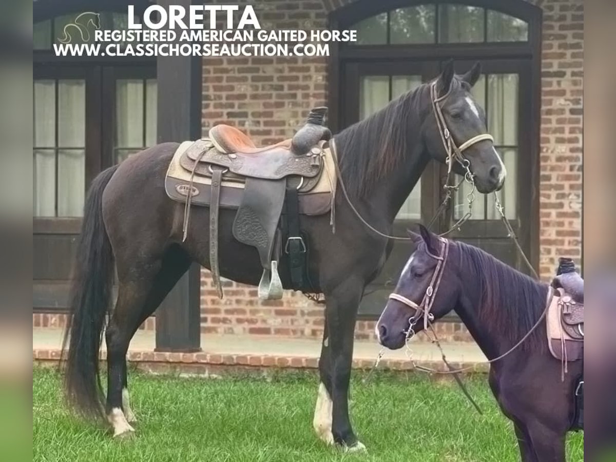 Tennessee walking horse Yegua 3 años 142 cm Negro in Independence, LA