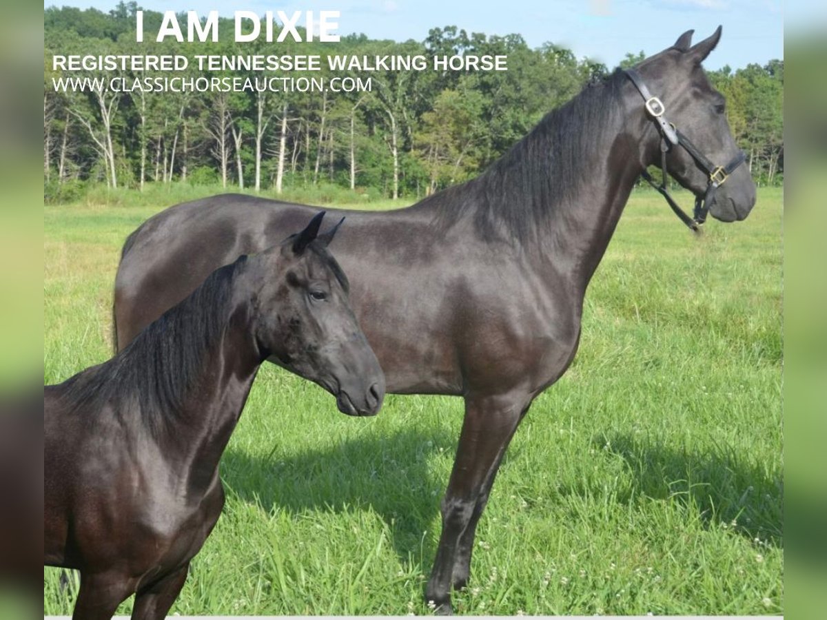 Tennessee walking horse Yegua 3 años 152 cm Negro in Park Hills, MO