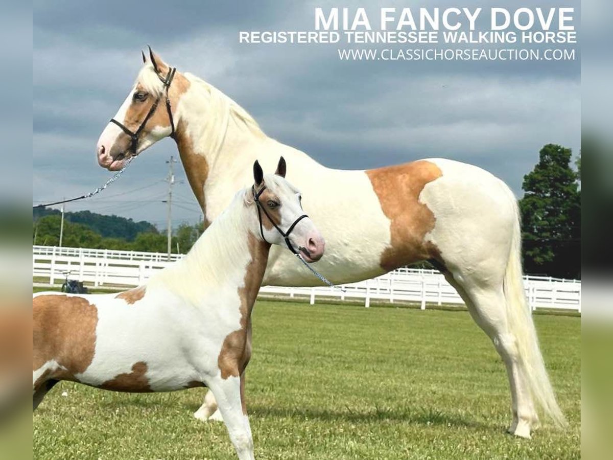 Tennessee walking horse Yegua 5 años 152 cm Palomino in Lewisburg, TN