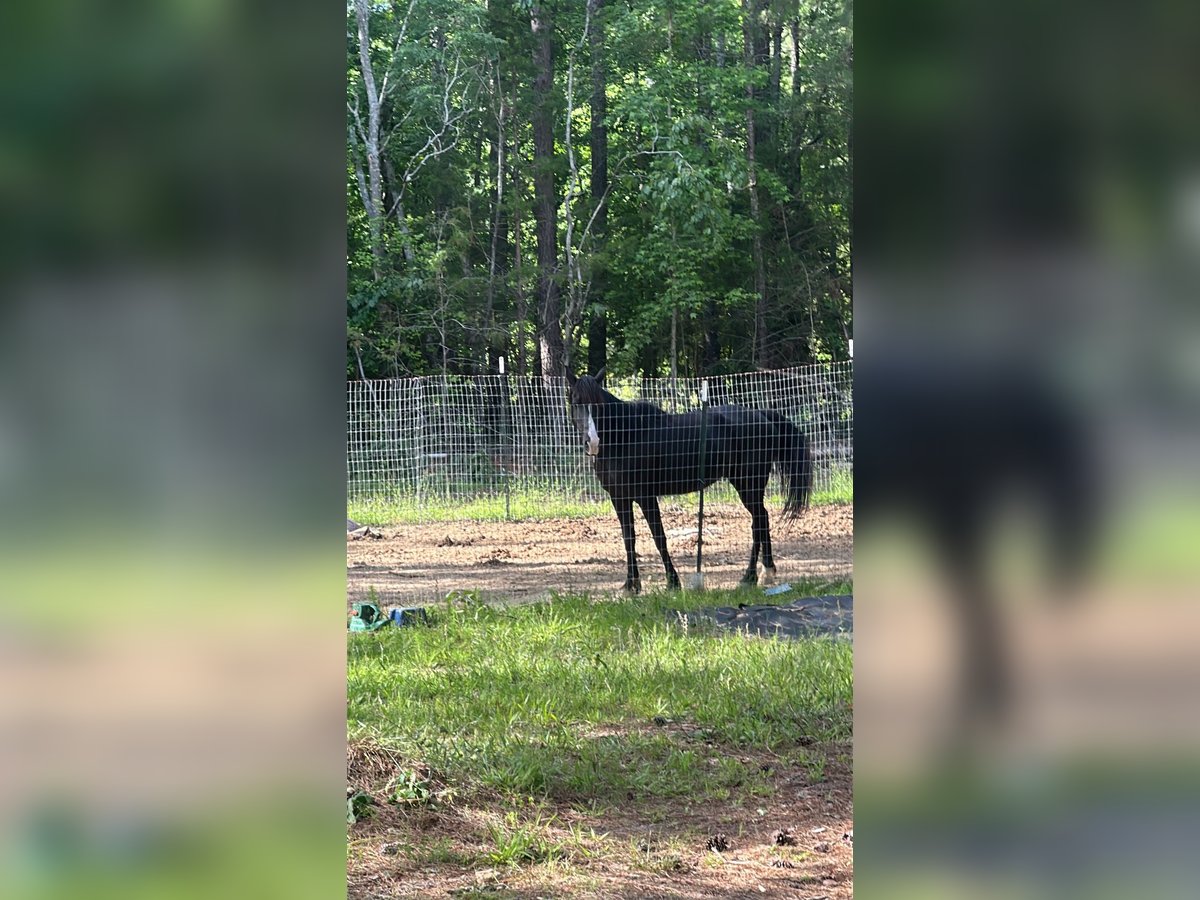 Tennessee walking horse Yegua 6 años 163 cm Negro in Johnston