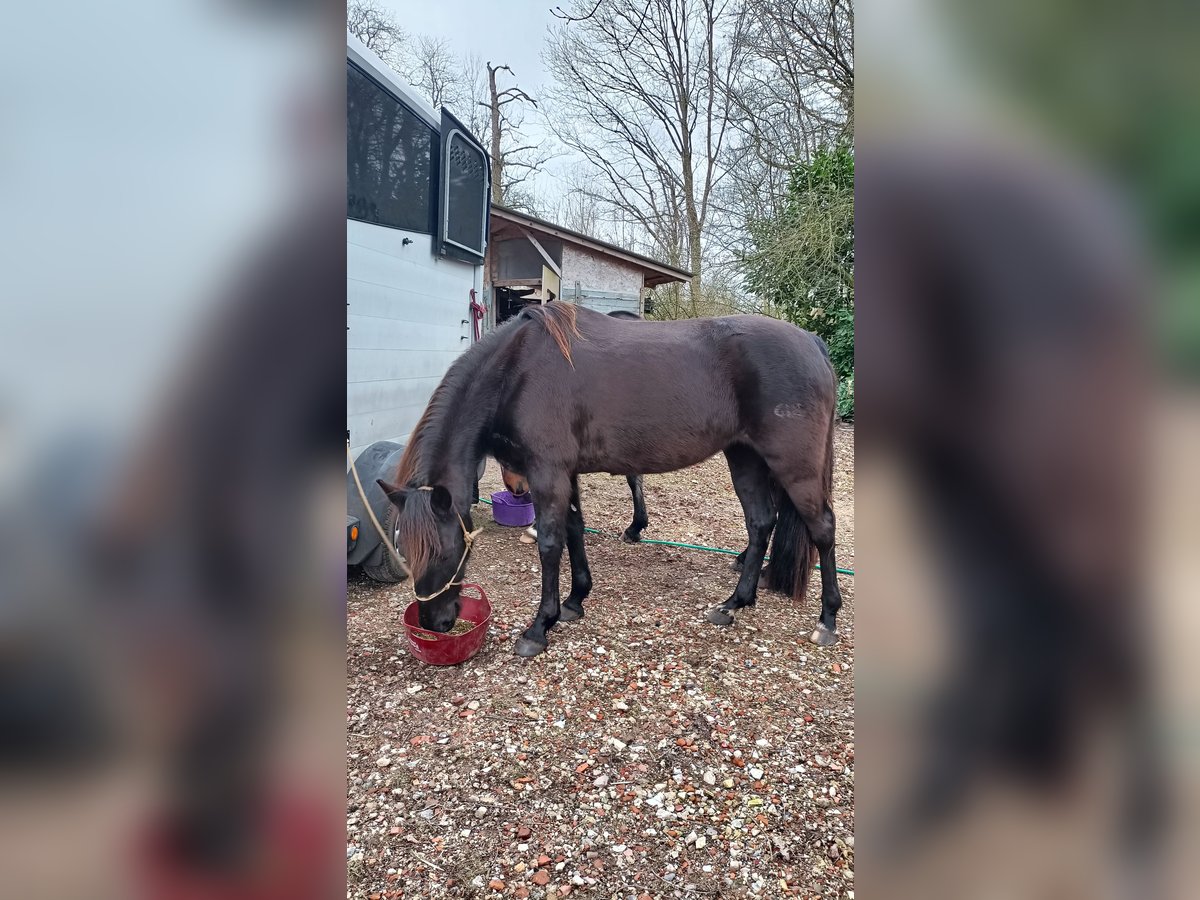 Tennessee walking horse Yegua 7 años 155 cm Negro in Engelschoff