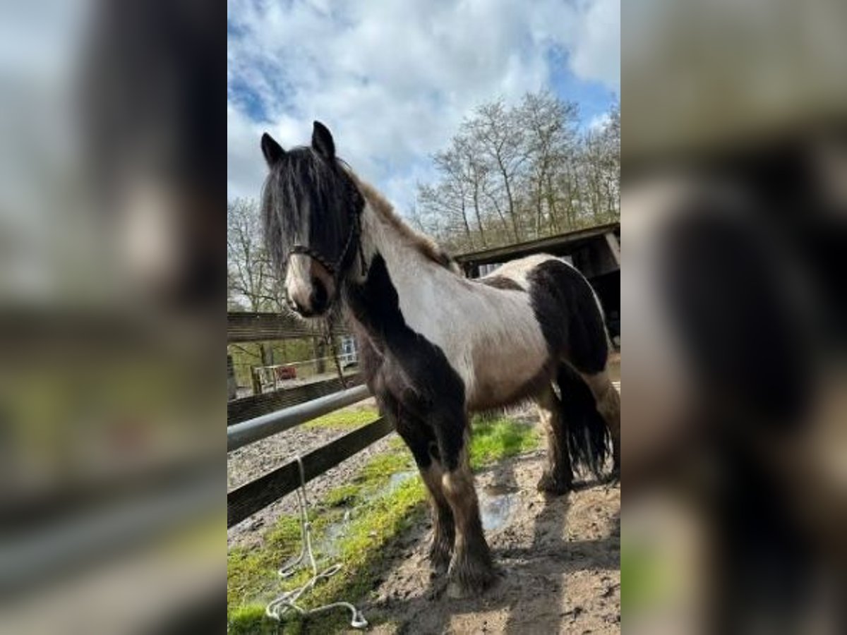 Tersk-häst Blandning Valack 11 år 160 cm Pinto in Venlo