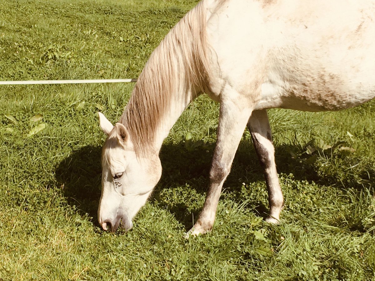 Tersk Jument 1 Année 165 cm Peut devenir gris in Kaiserslautern