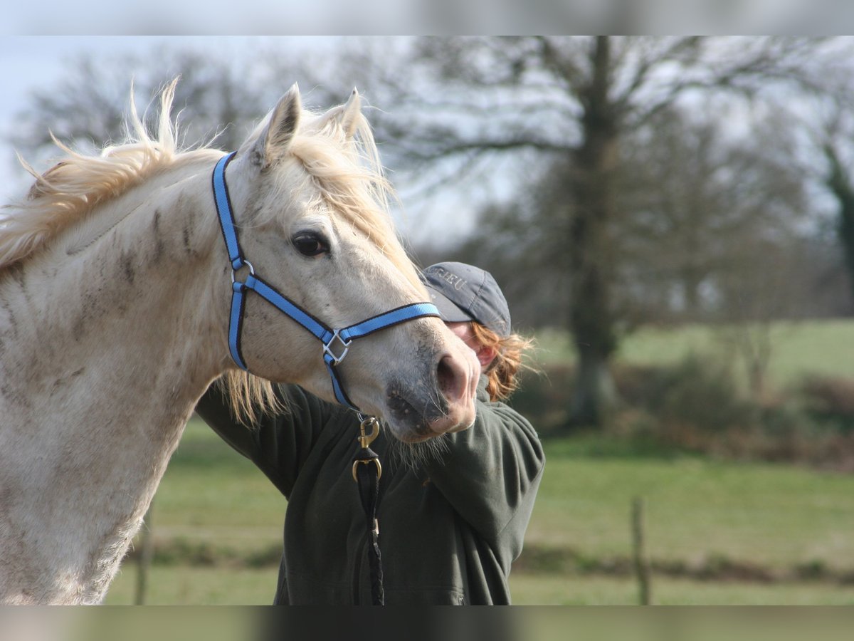 Tersk Mare 3 years 15,2 hh Pinto in Enkenbach-Alsenborn