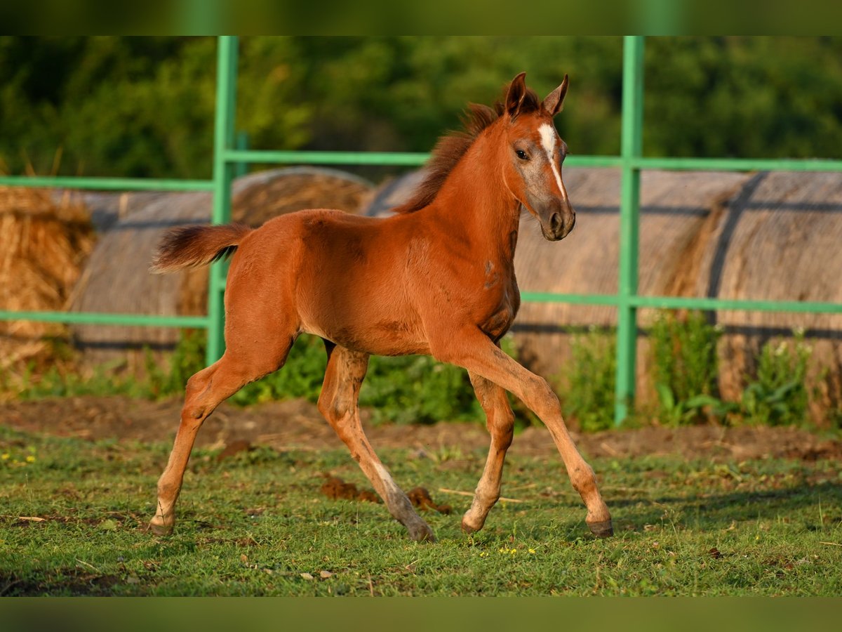 Tersk Mare  12,1 hh Gray in Georgia/ Kazbegi