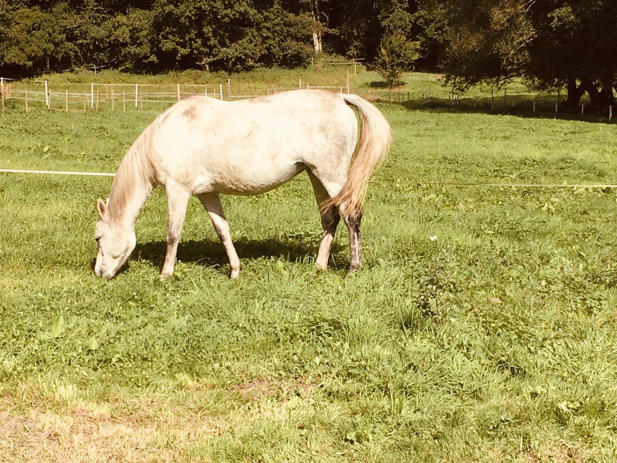 Tersker Merrie 12 Jaar 158 cm Schimmel in Kaiserslautern