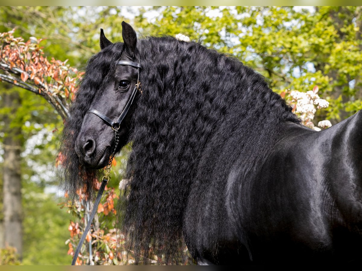 THOMAS G.T. Fries paard Hengst Zwart in Geldern