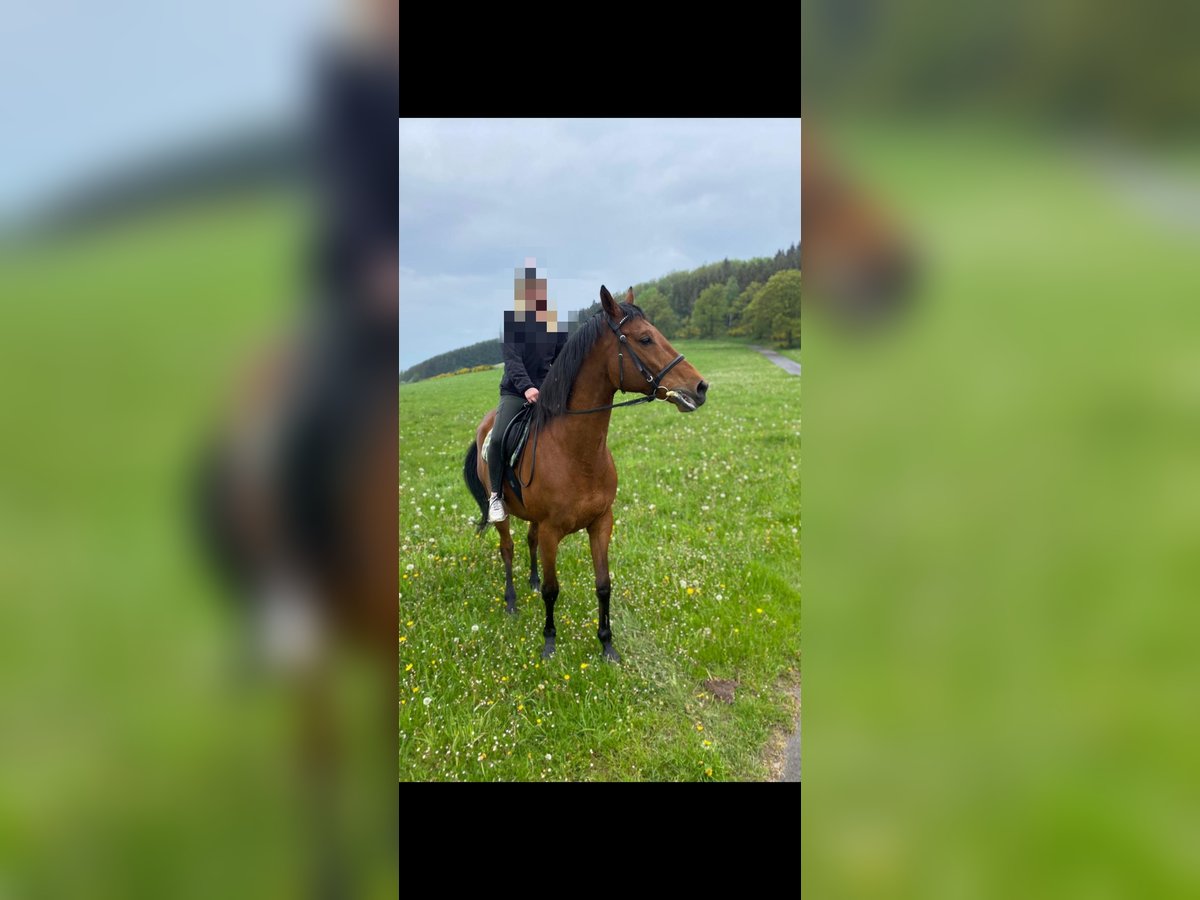 Thoroughbred Gelding 10 years 16,1 hh in Meschede