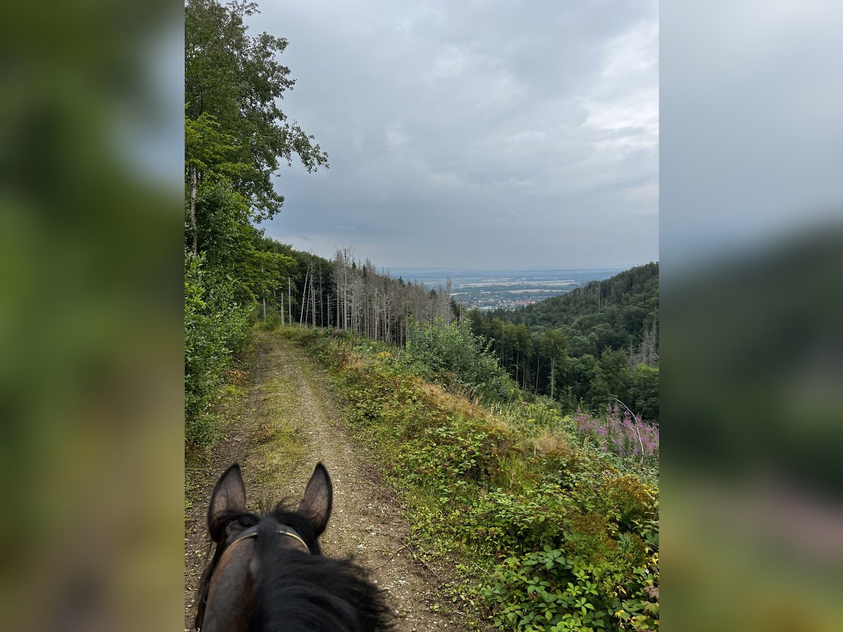Thoroughbred Gelding 10 years 16 hh Brown in Haras de Pr&#xEA;treville