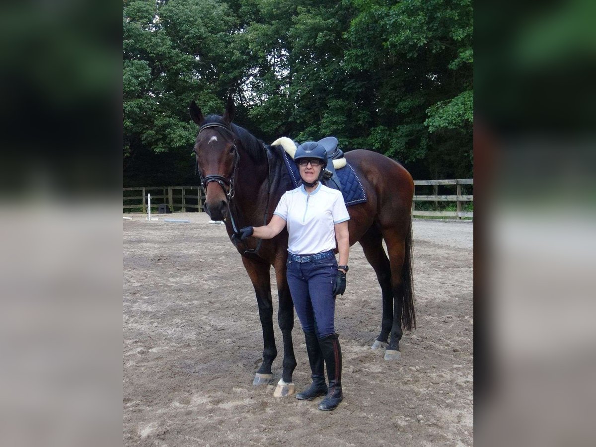 Thoroughbred Gelding 10 years 17 hh Bay in London