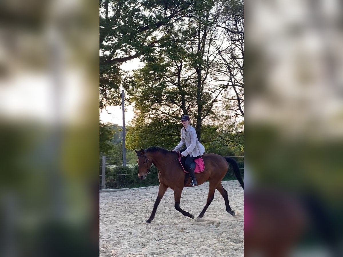 Thoroughbred Gelding 11 years 16,2 hh Brown in Usson-du-Poitou