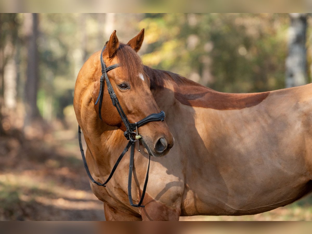 Thoroughbred Gelding 11 years 16,2 hh Chestnut in Cestas