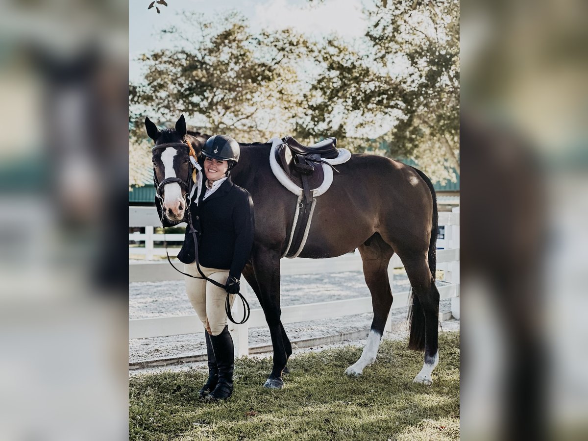 Thoroughbred Gelding 11 years 16 hh Bay-Dark in Stuart